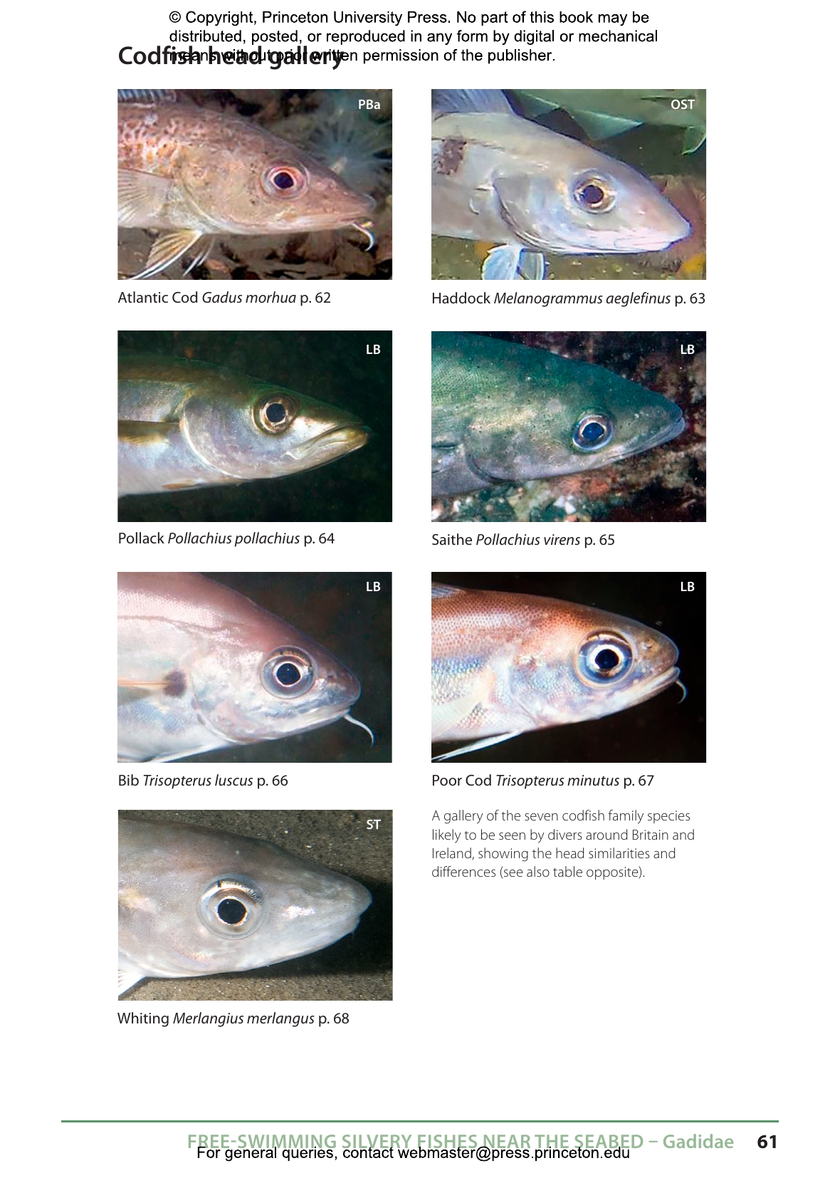 Inshore Fishes of Britain and Ireland
