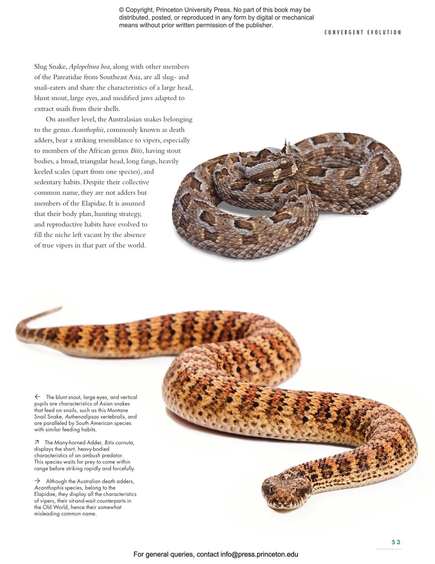 Encyclopedia of Venomous Snakes 毒ヘビ全書