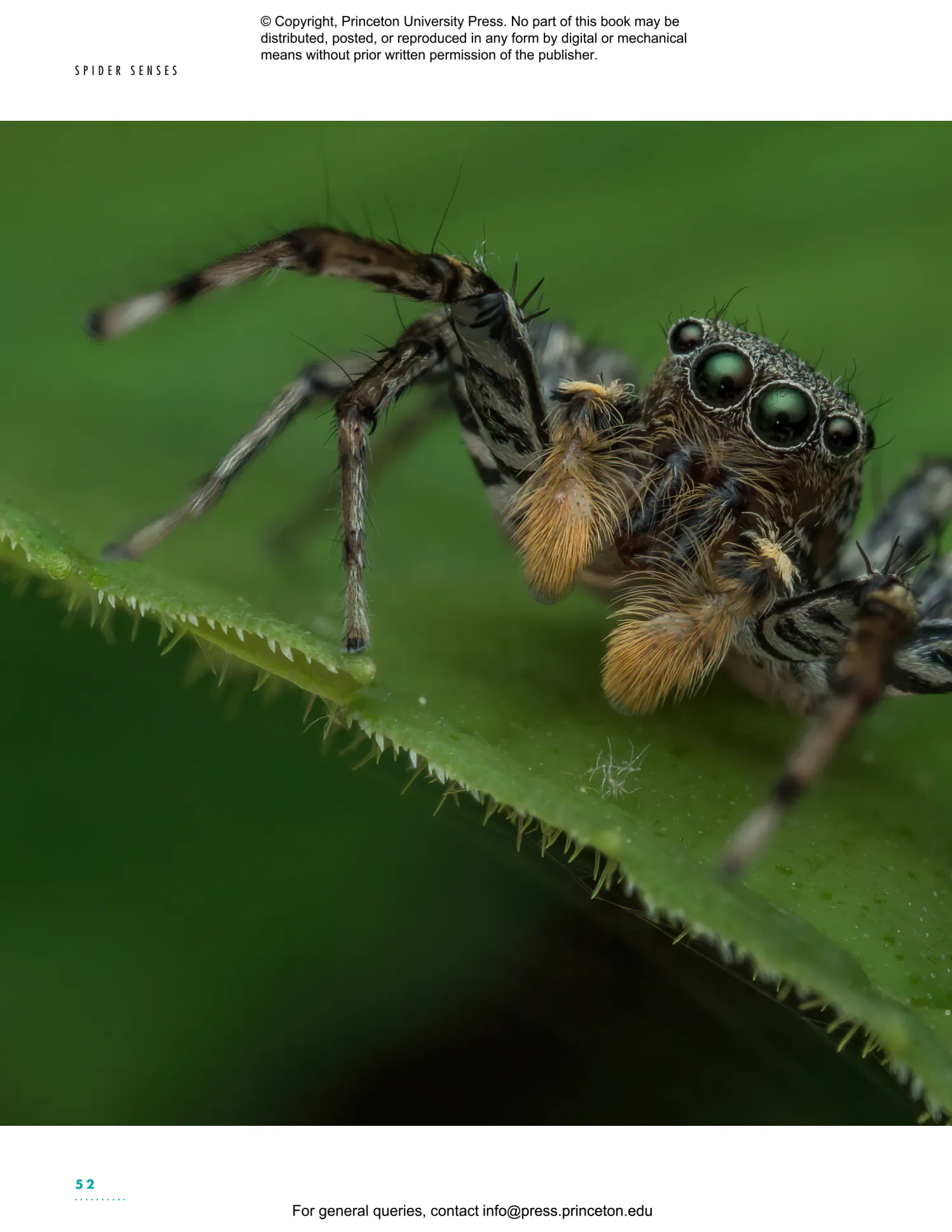 The Lives of Spiders | Princeton University Press