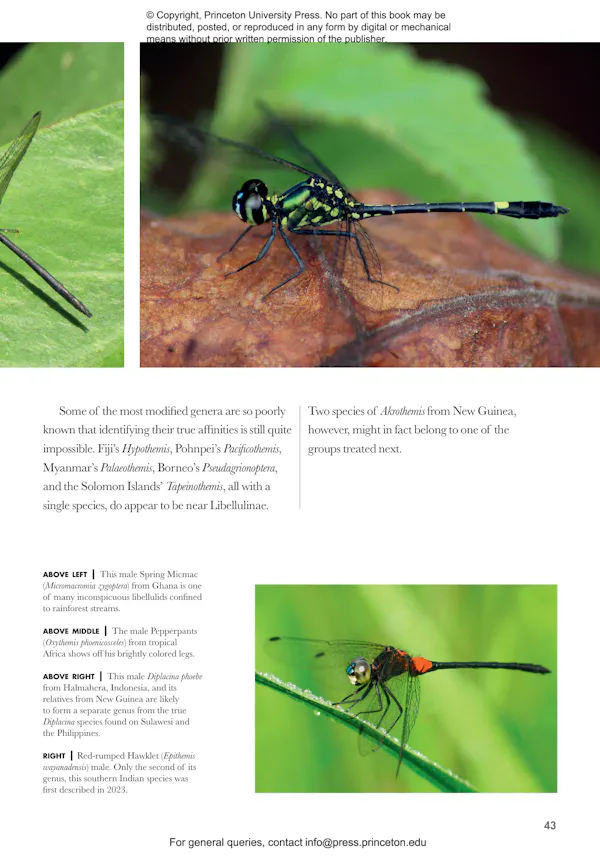 Dragonflies and Damselflies of the World | Princeton University Press