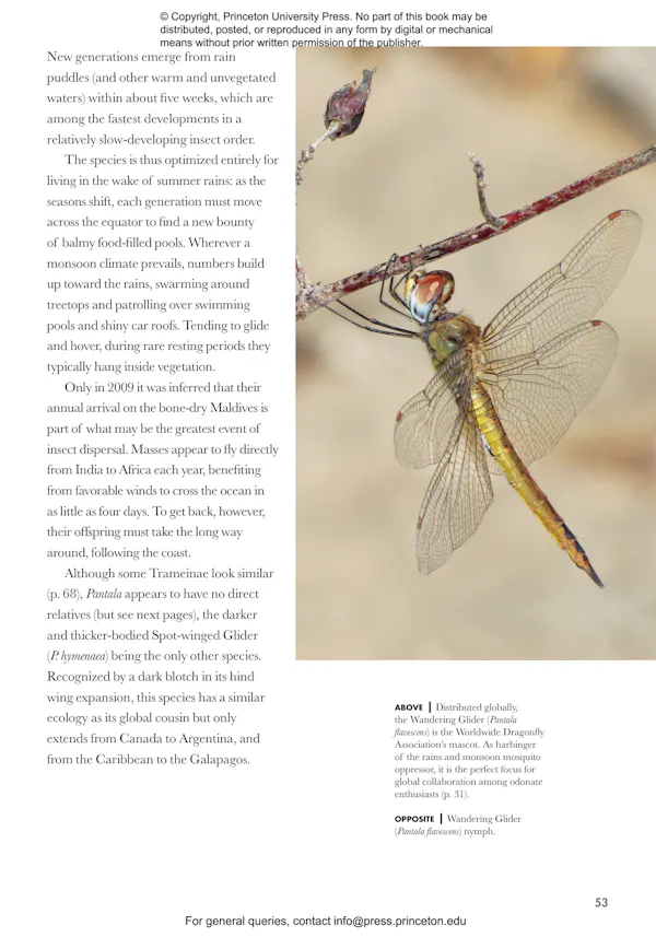 Dragonflies and Damselflies of the World | Princeton University Press