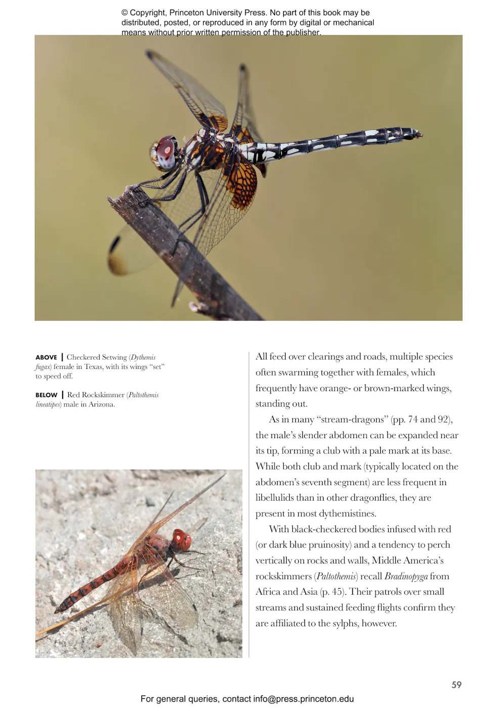 Dragonflies and Damselflies of the World | Princeton University Press