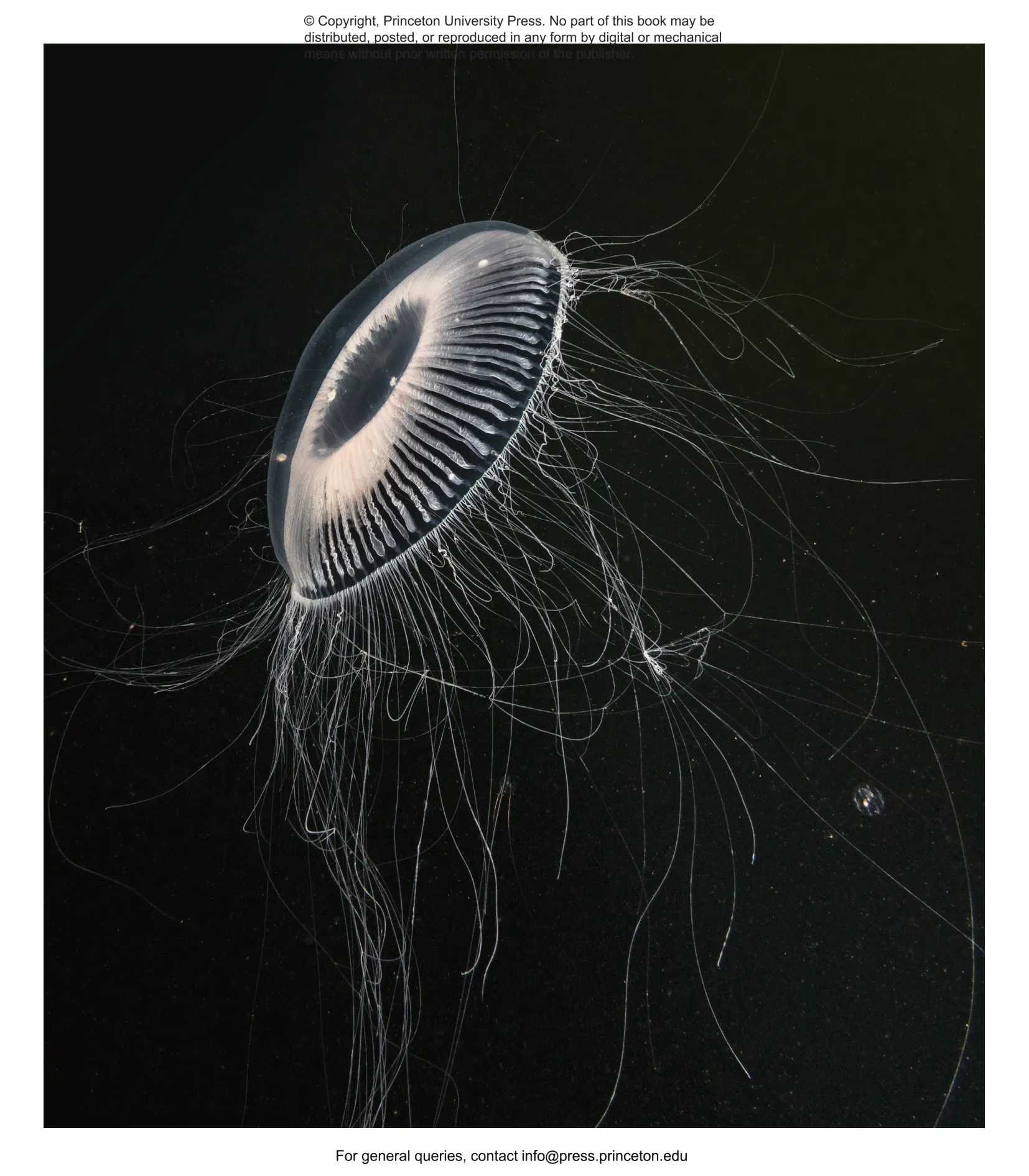 Plankton | Princeton University Press