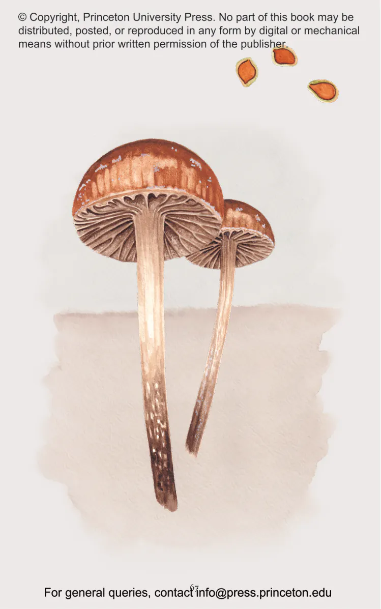 The Little Book of Fungi | Princeton University Press
