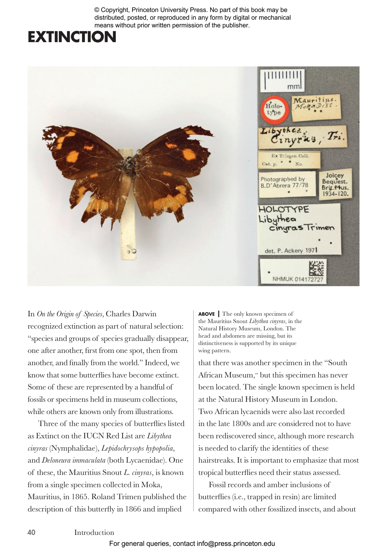 洋書 Butterflies from China, Japan, and Corea Image from page 76 of 