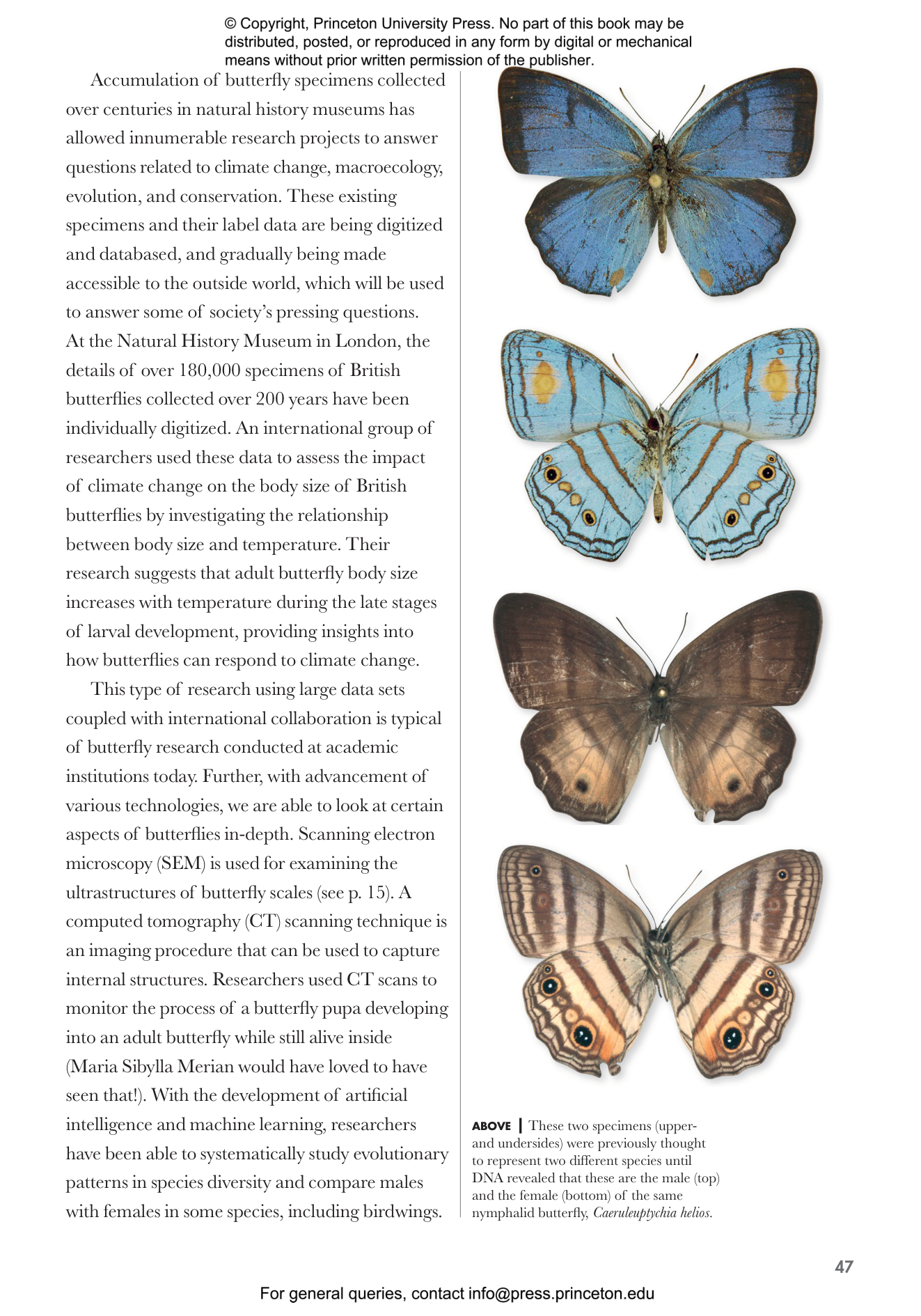 Butterflies of the World | Princeton University Press