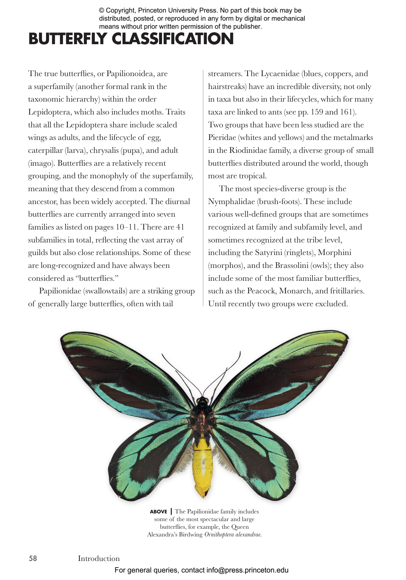 The International Butterfly Book 英語版 初版本 The World Encyclopedia of Butterflies & Moths | Book by