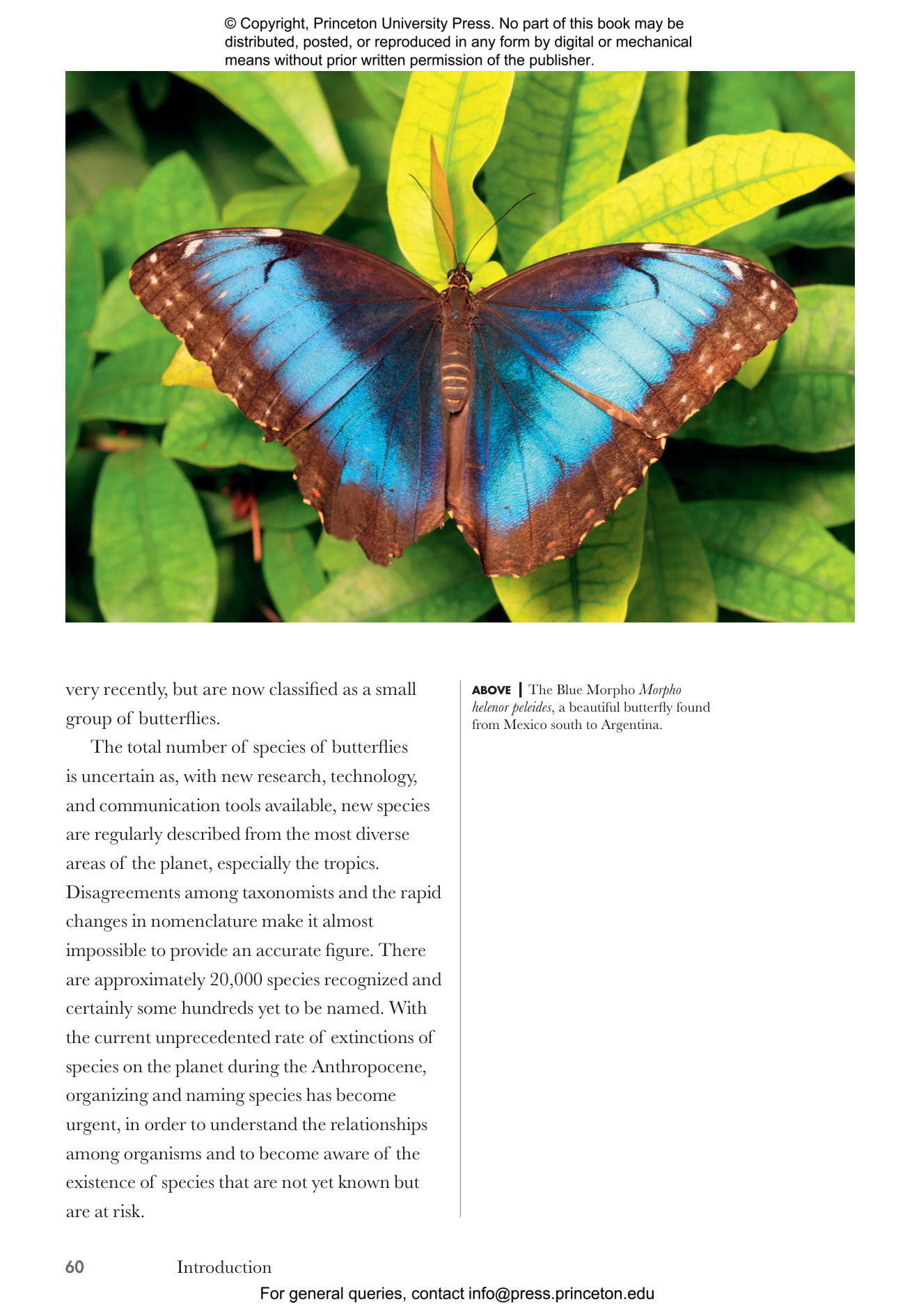 The International Butterfly Book 英語版 初版本 The World Encyclopedia of Butterflies & Moths | Book by