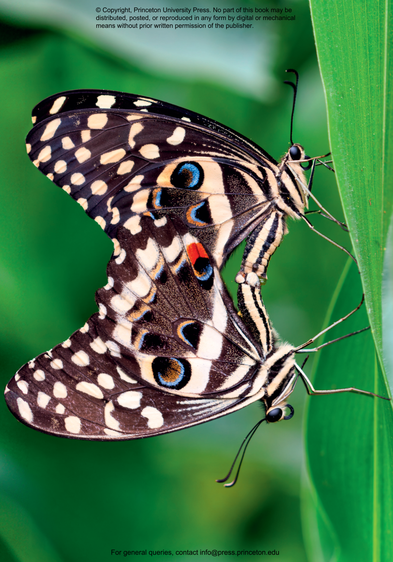 洋書 Butterflies from China, Japan, and Corea 960px-Butterflies_from_China,