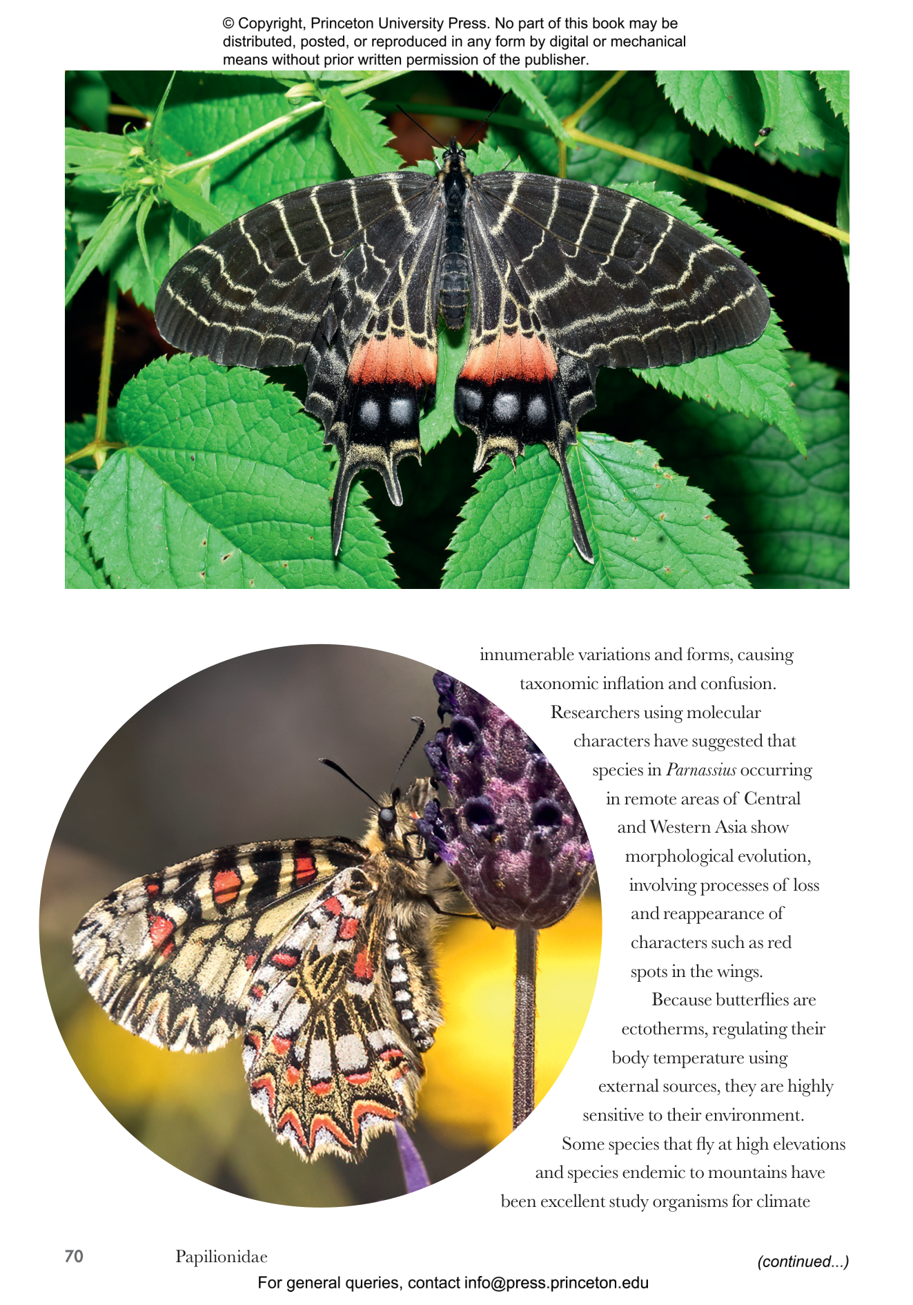洋書 Butterflies from China, Japan, and Corea il_1080xN.6447450164_pscw.jpg