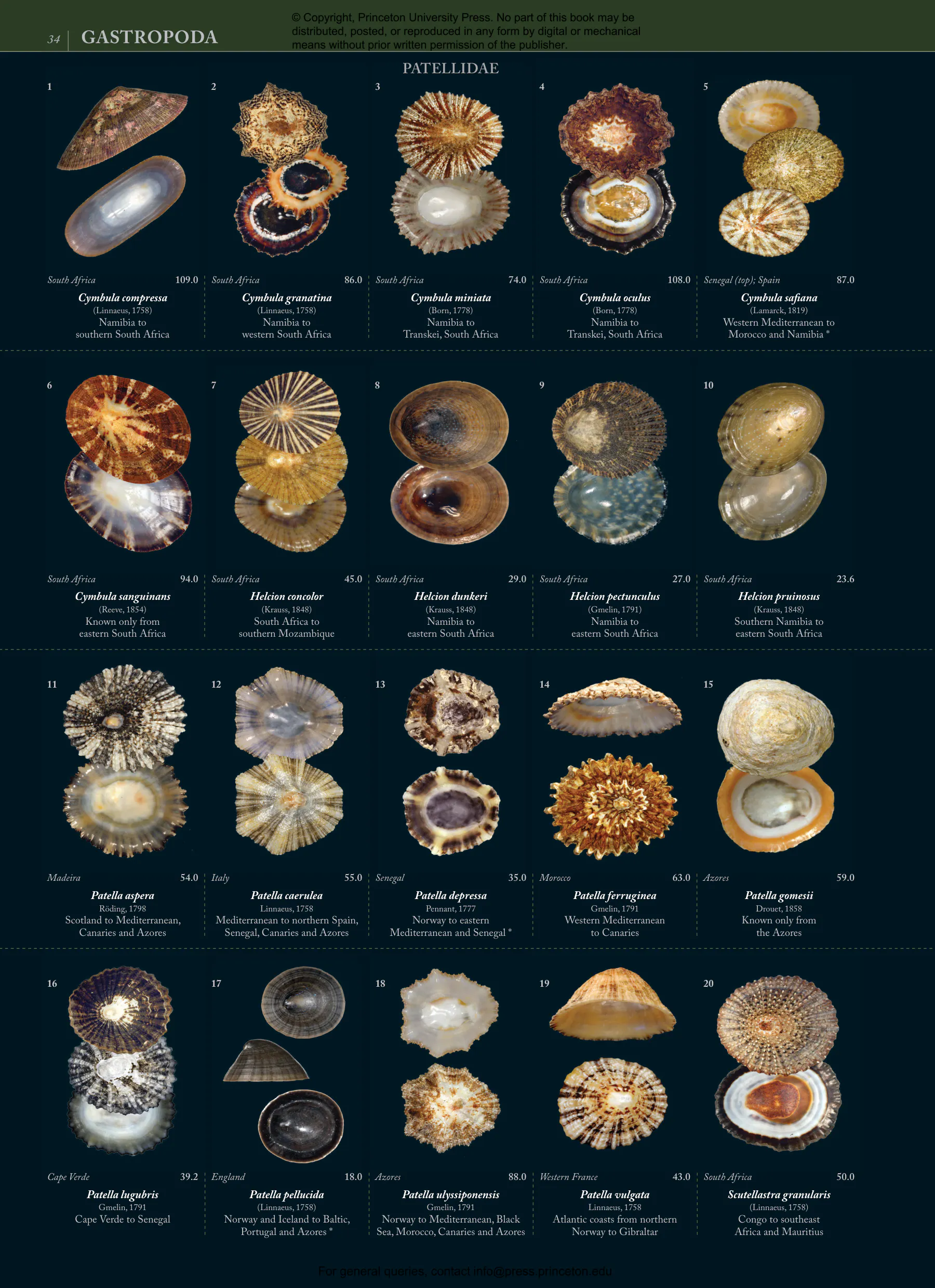 Seashells | Princeton University Press