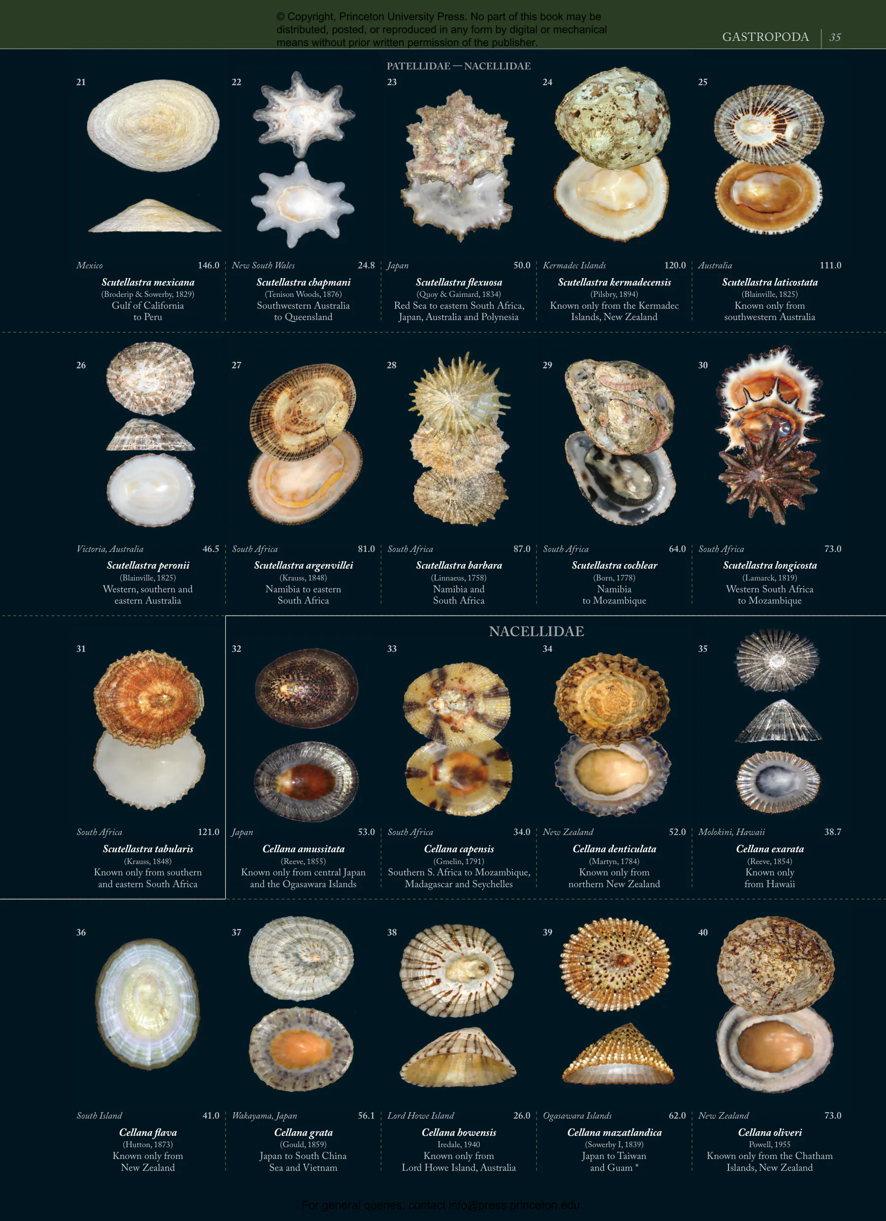 Seashells | Princeton University Press