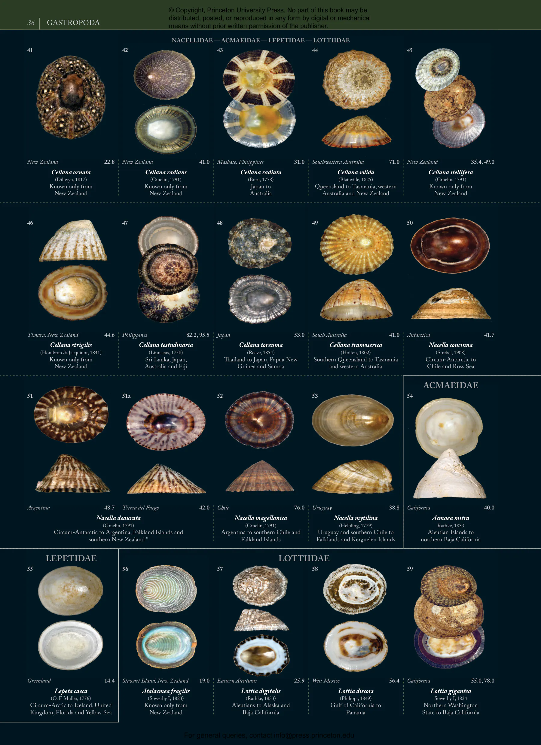Seashells | Princeton University Press