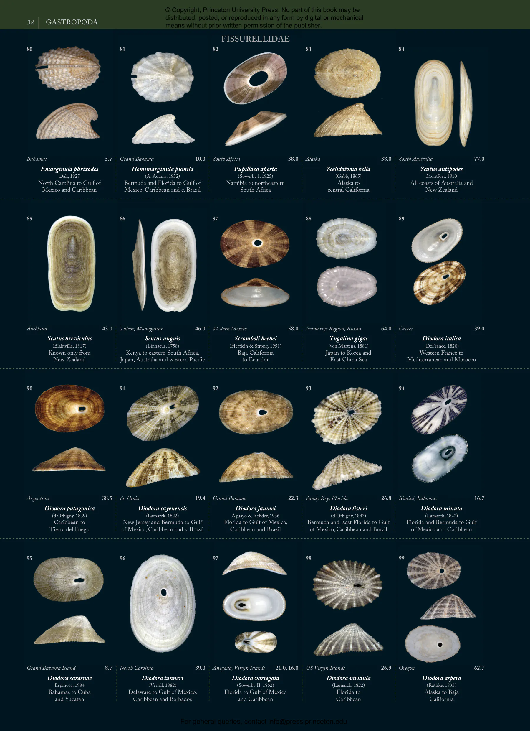 Seashells | Princeton University Press