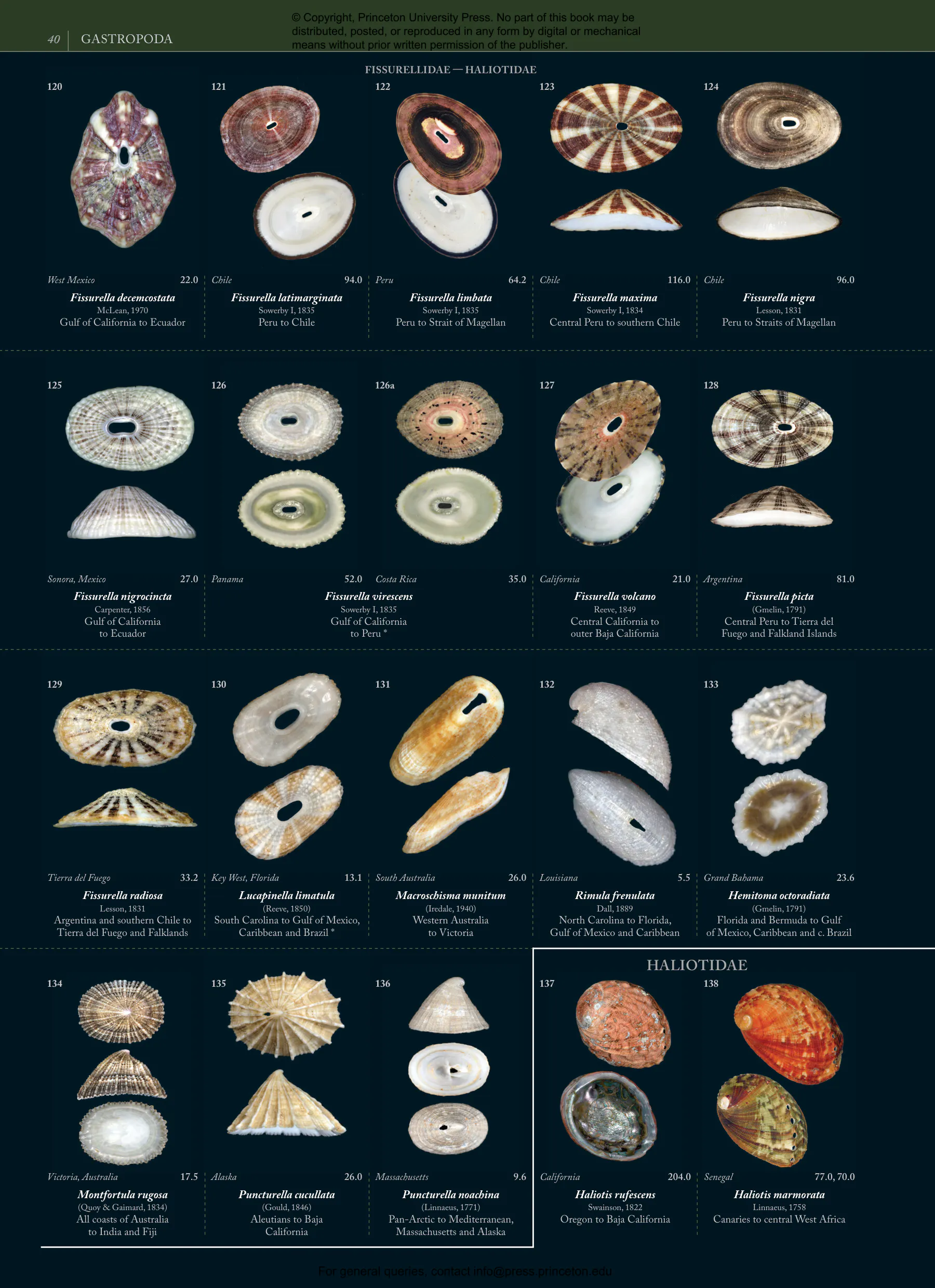 北アメリカ西部の二枚貝 専門書「Bivalve Seashells」 Seashells | Princeton University Press