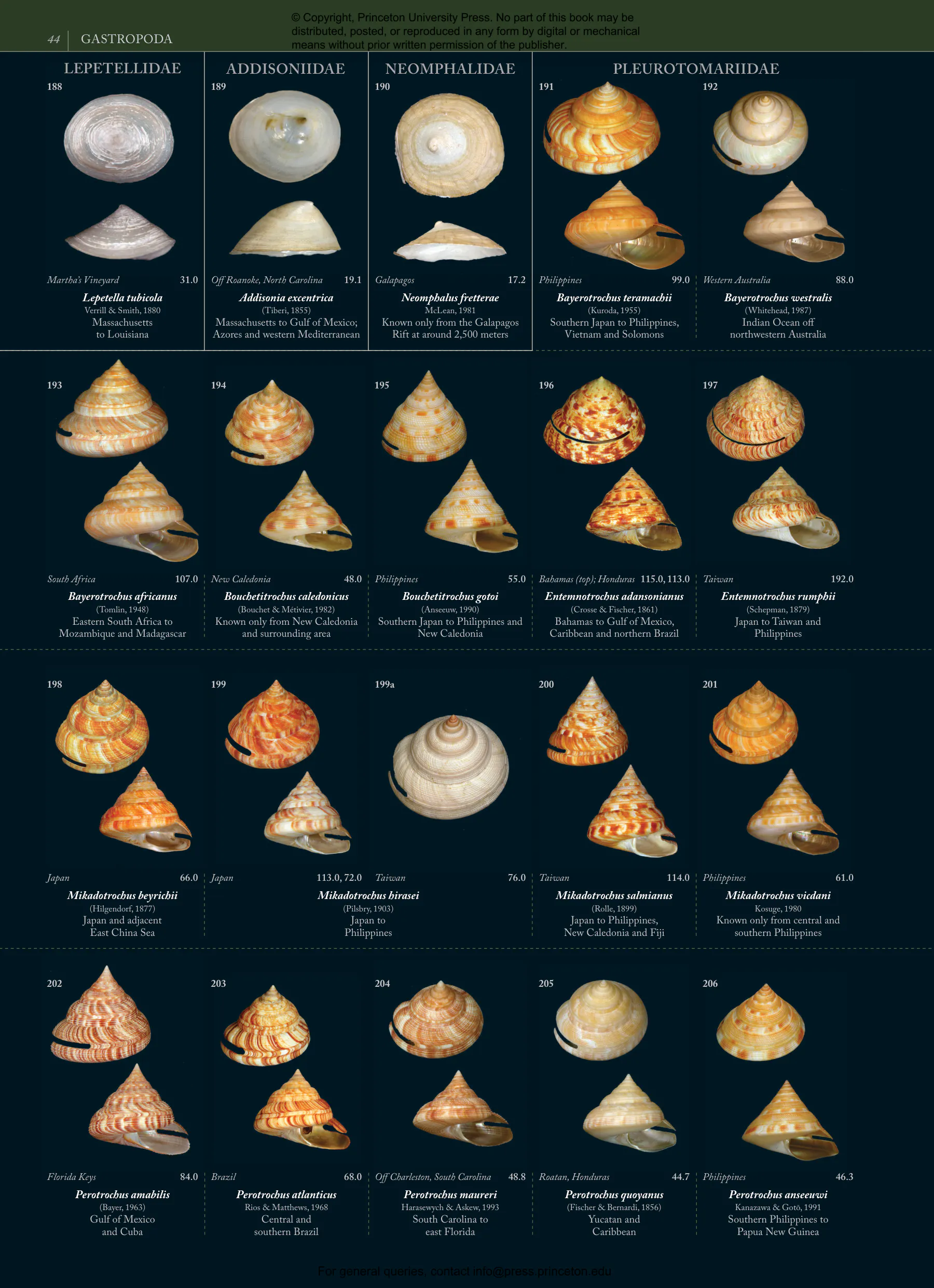 Seashells | Princeton University Press