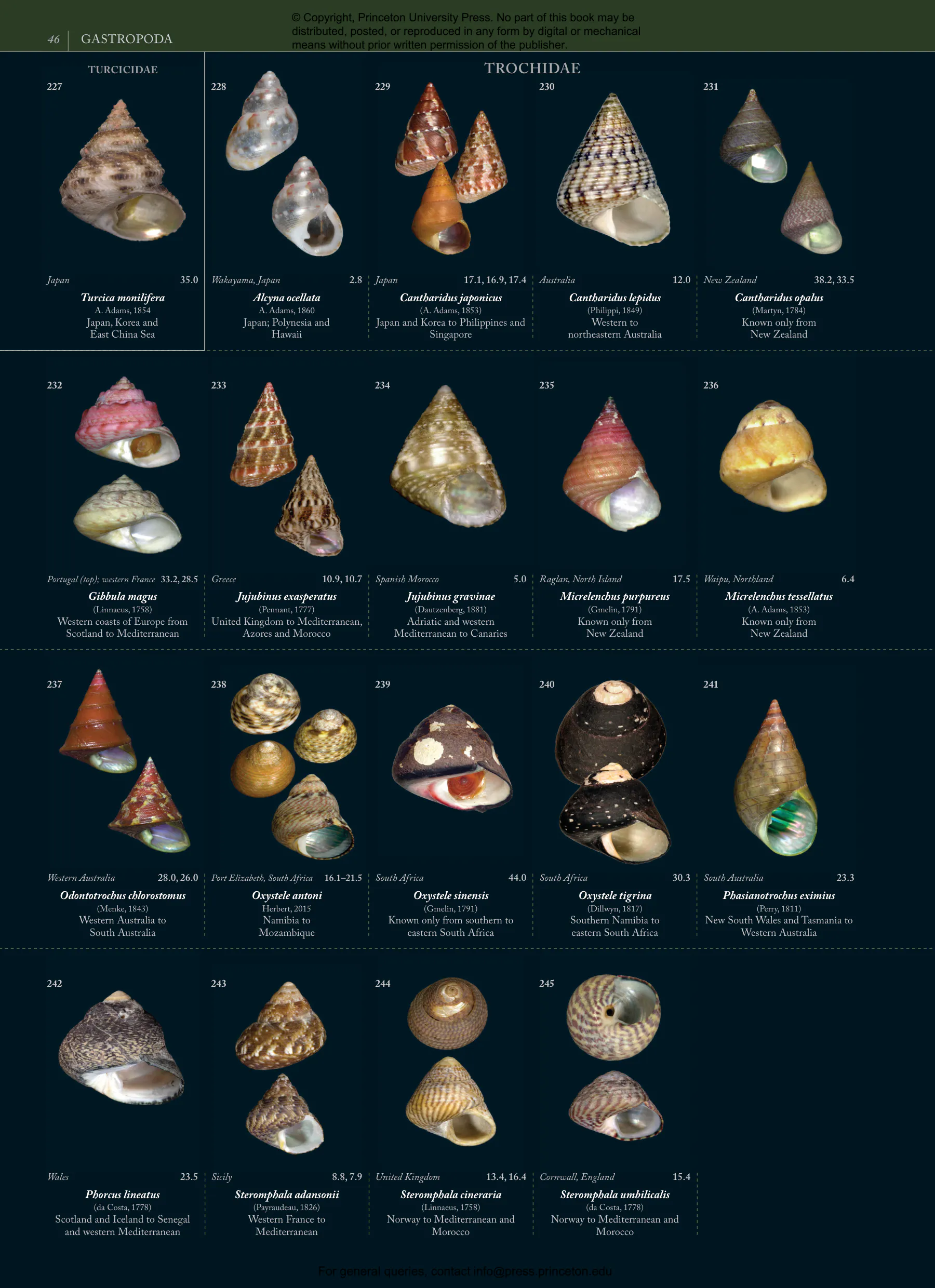 Seashells | Princeton University Press