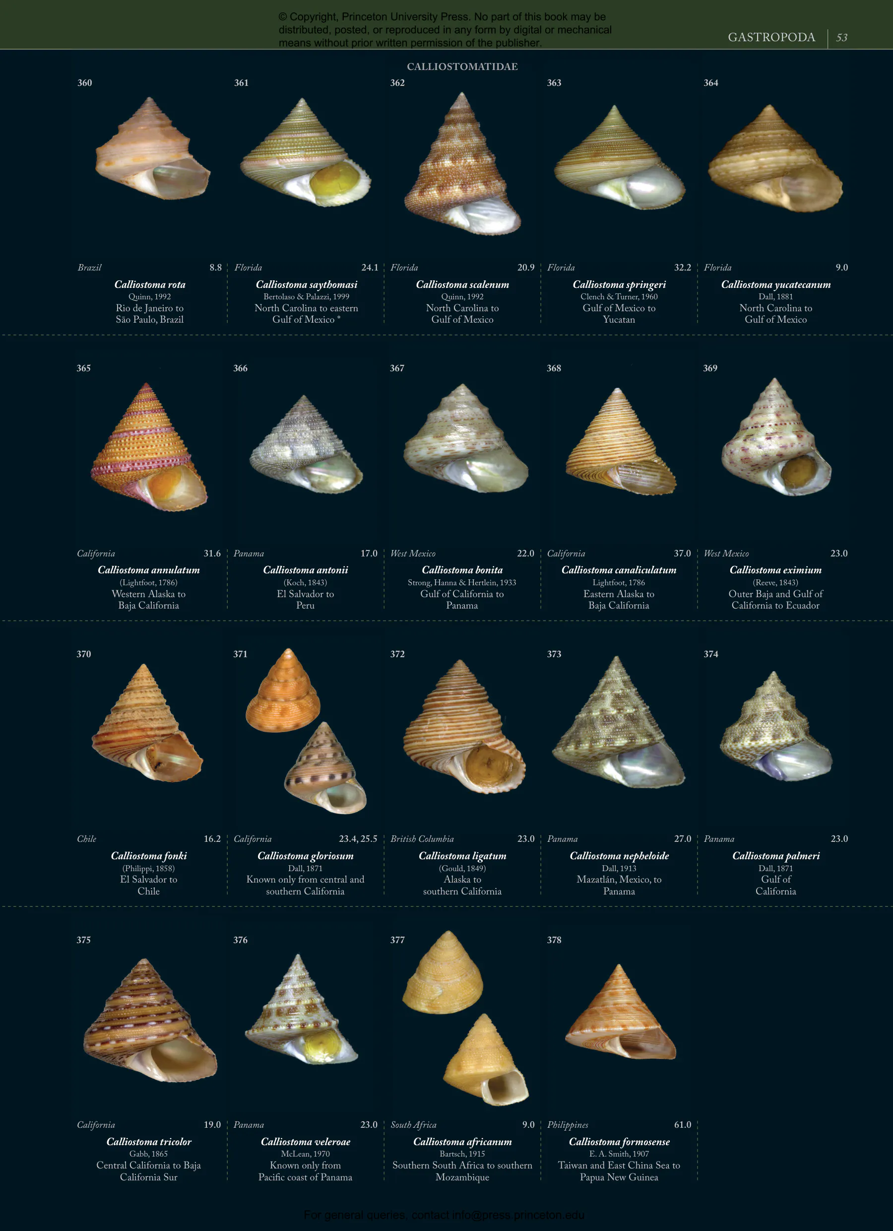 Seashells | Princeton University Press