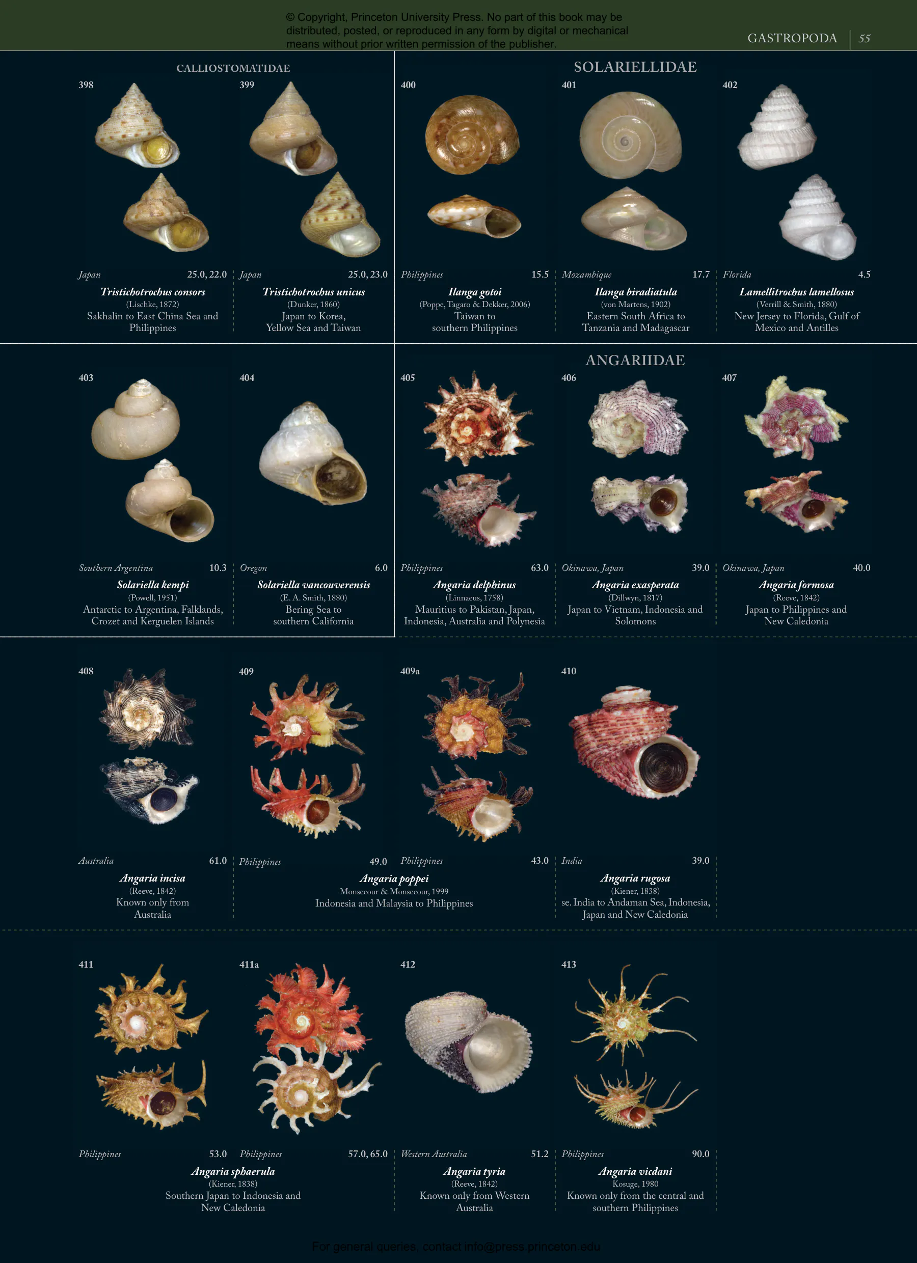 Seashells | Princeton University Press