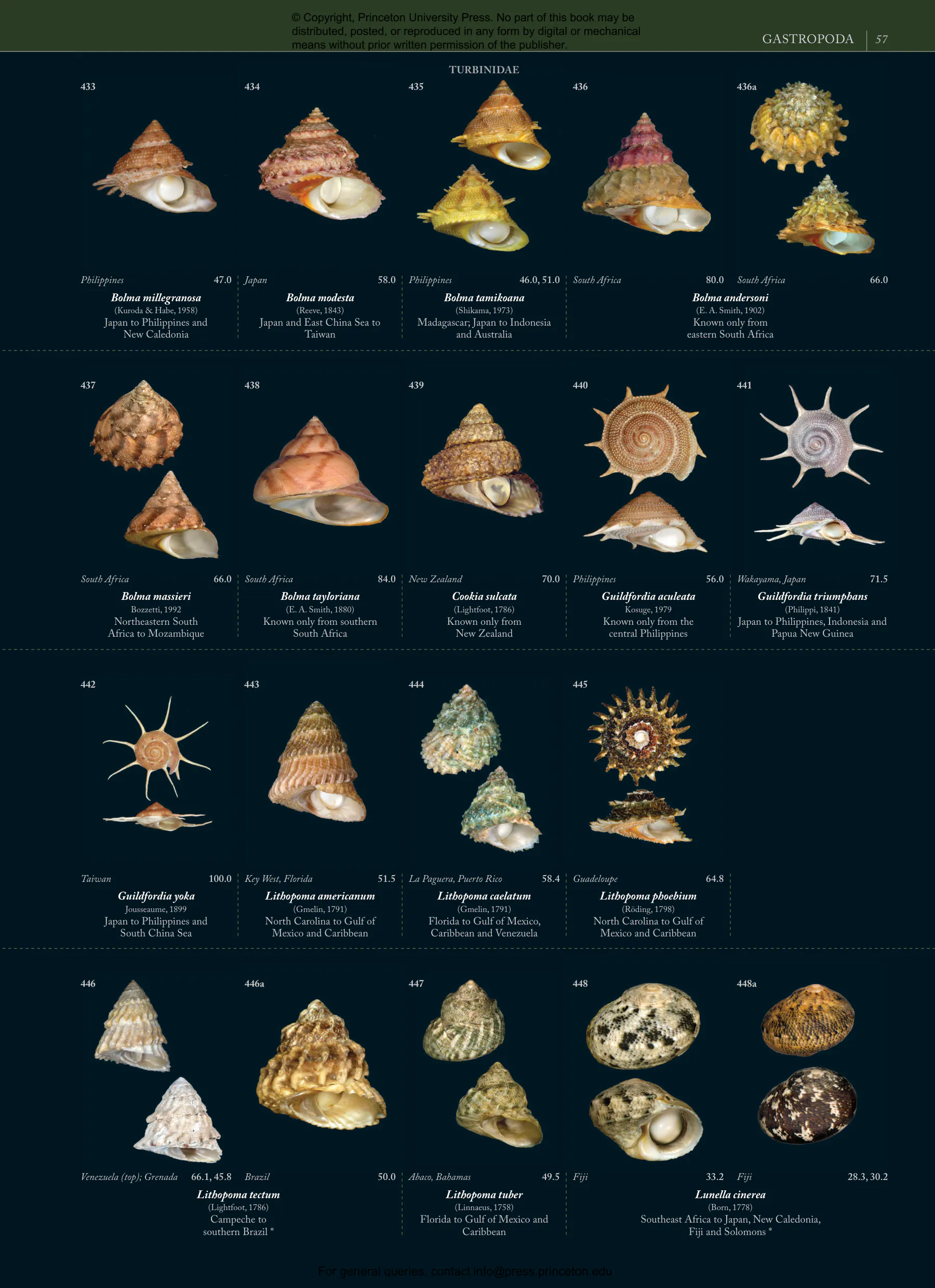 One Hundred Seashells 自然 貝 アート 写真集 美しすぎる世界の貝 | 株式会社誠文堂新光社