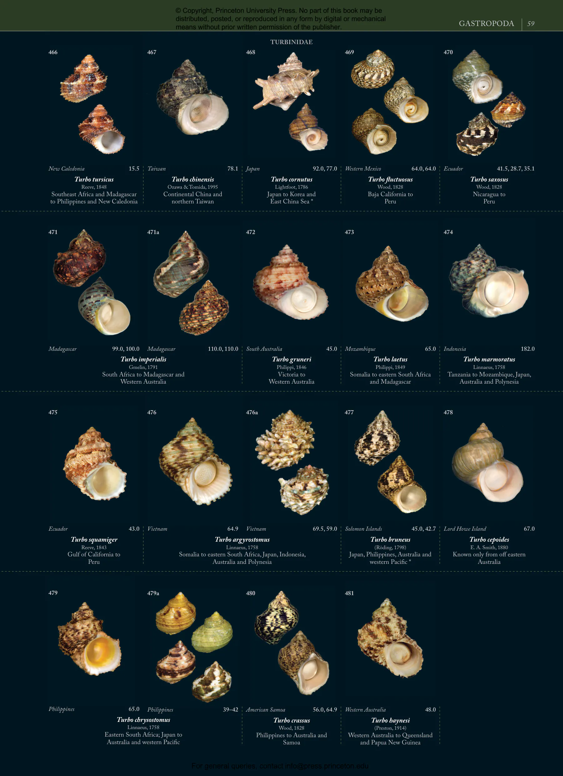 Seashells | Princeton University Press