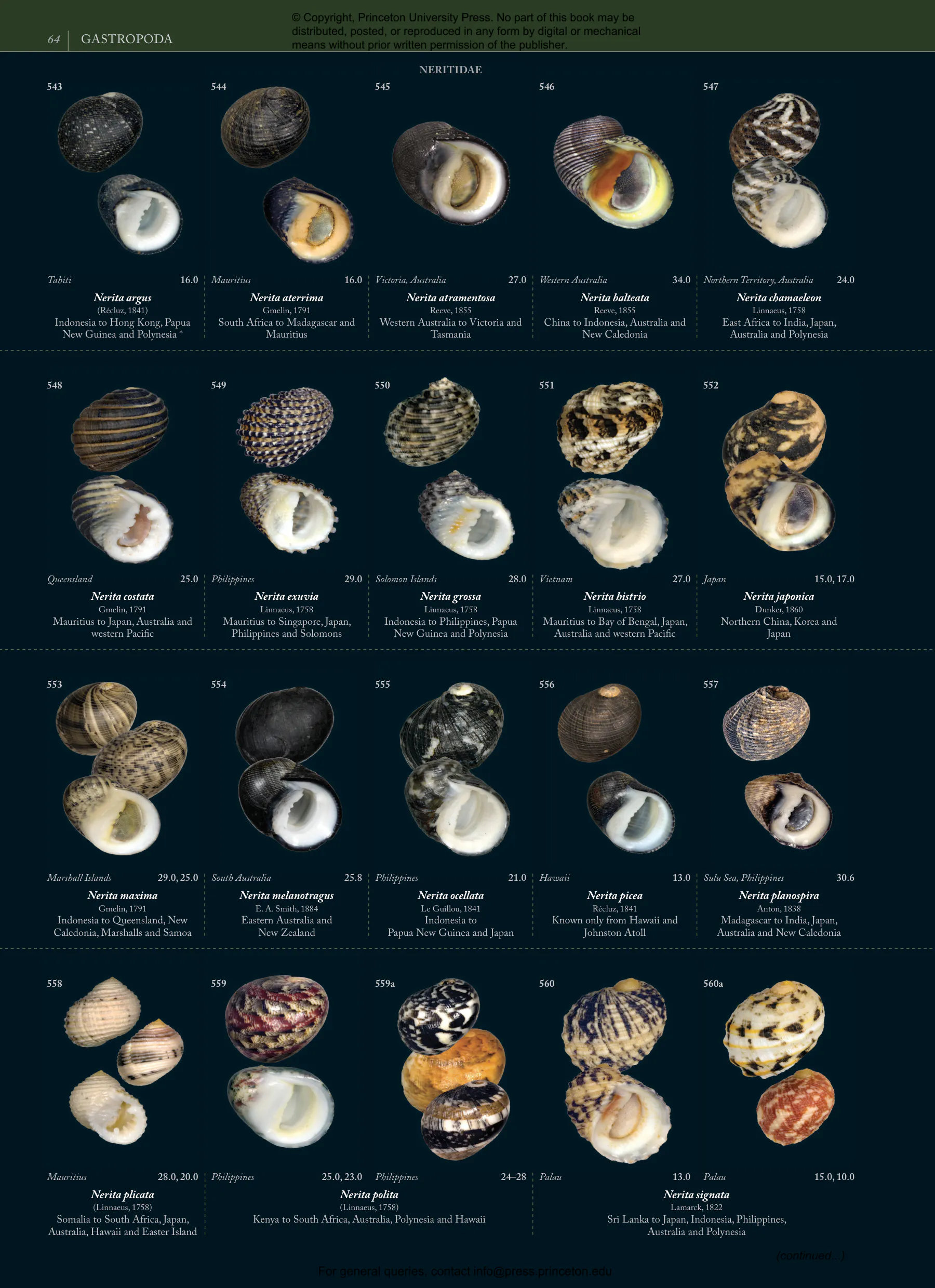 Seashells | Princeton University Press