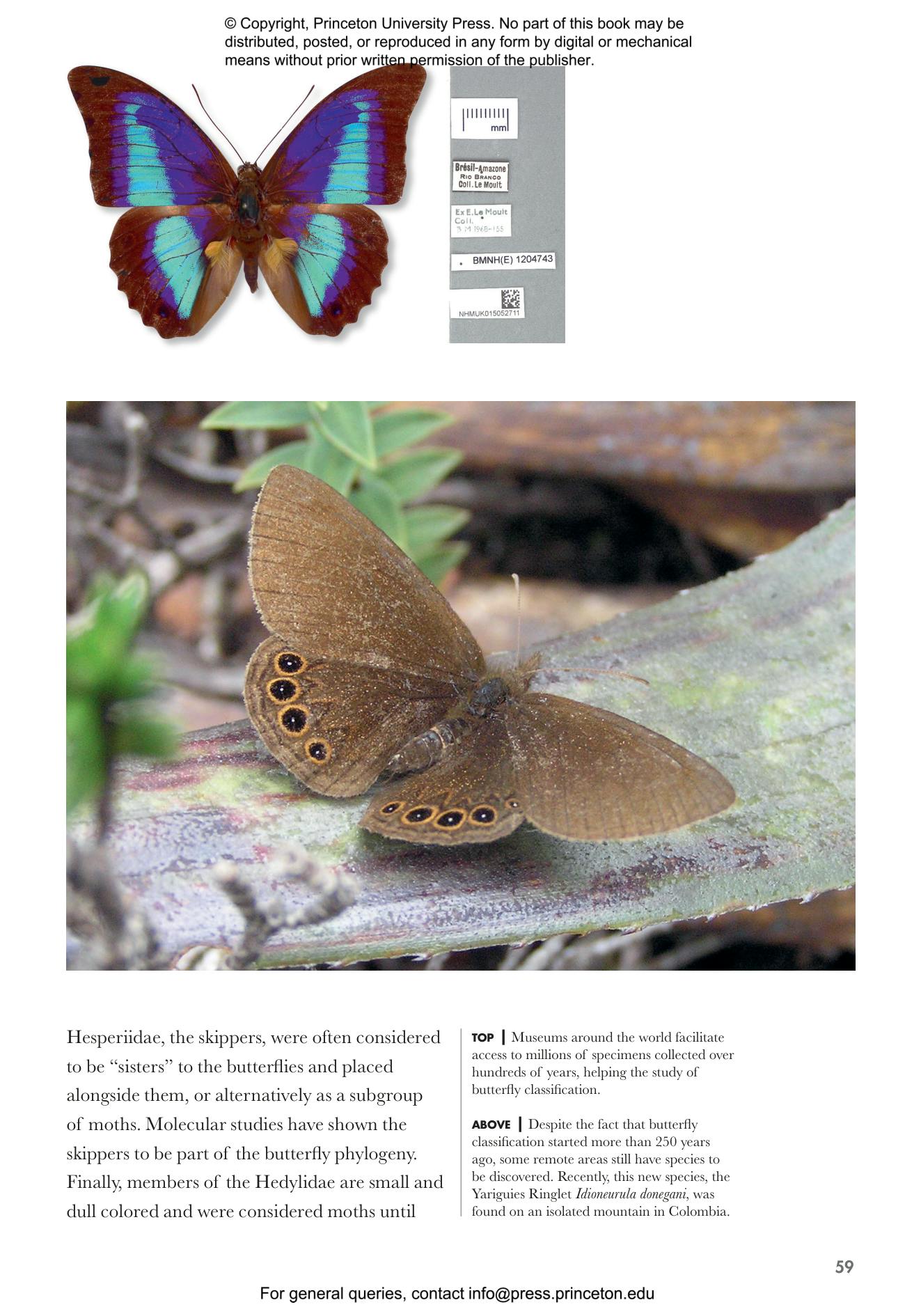 Butterflies of the World | Princeton University Press