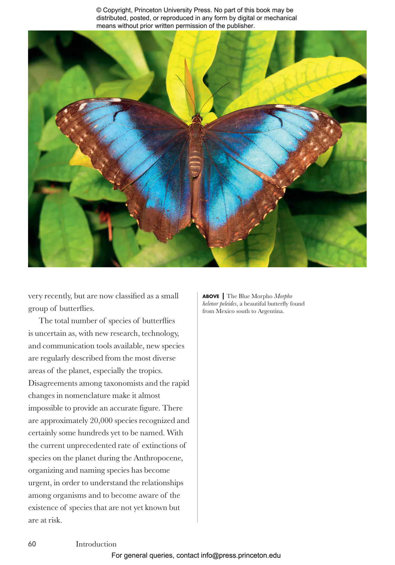 Butterflies of the World | Princeton University Press