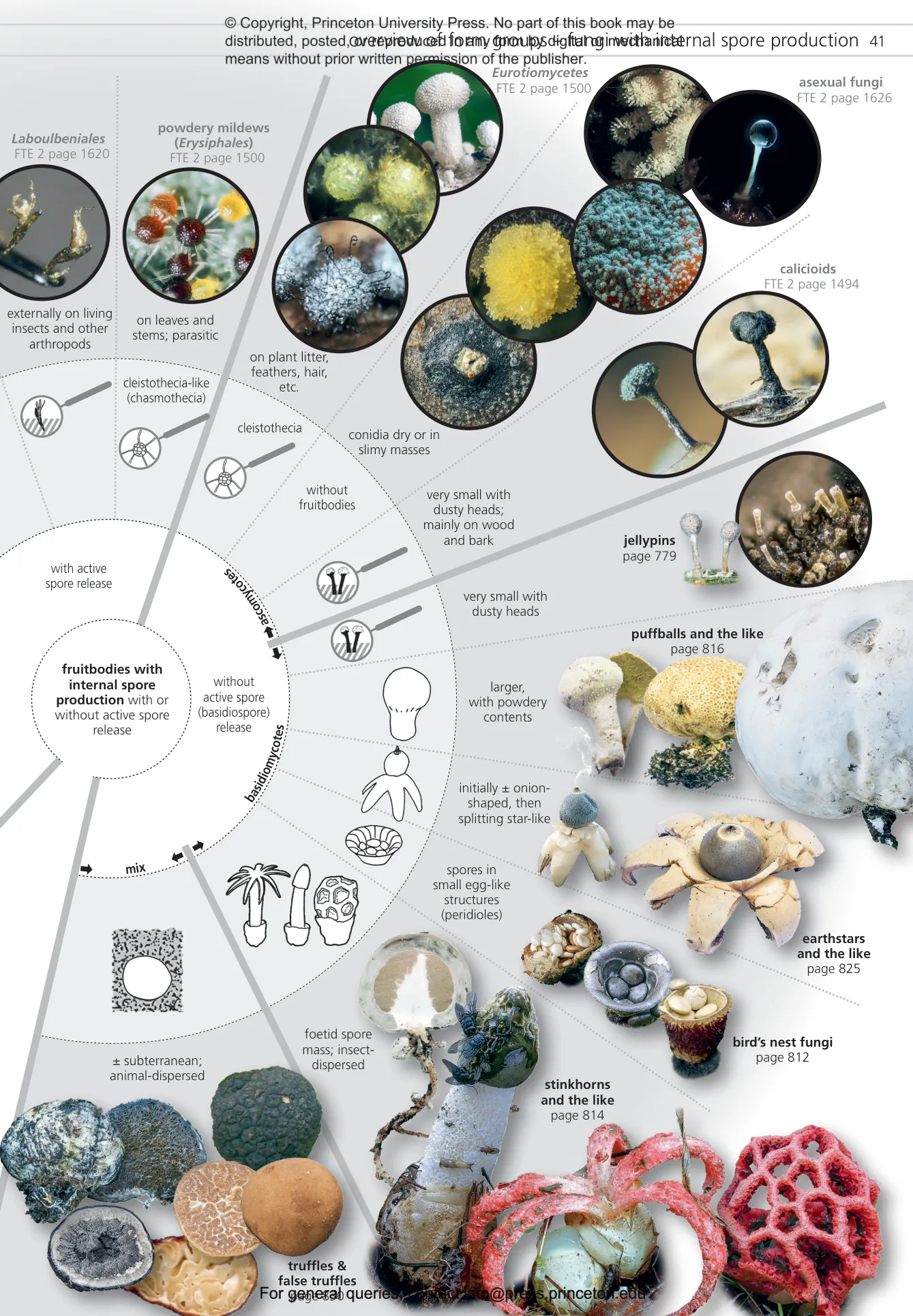 Fungi of Temperate Europe | Princeton University Press