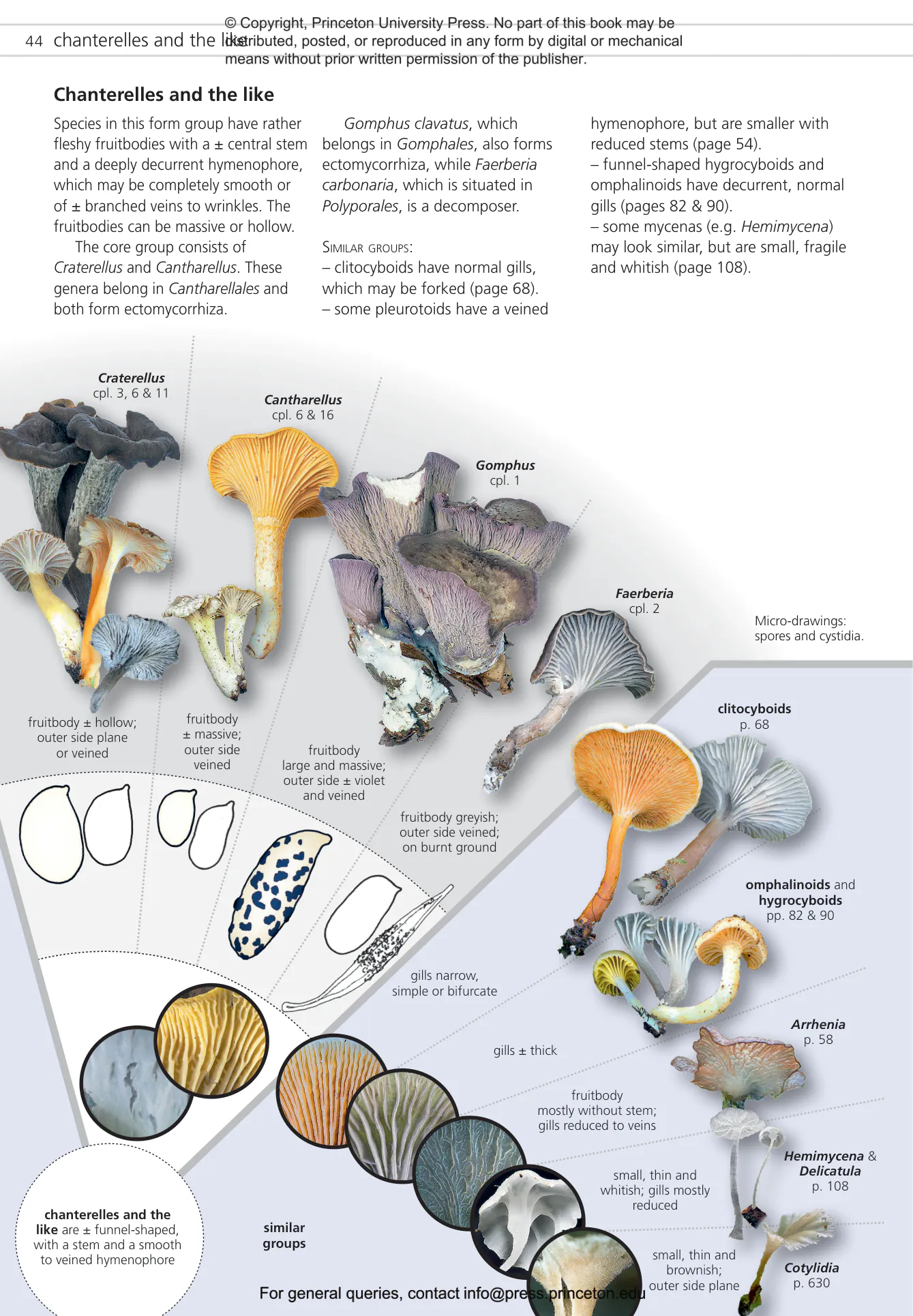 Fungi of Temperate Europe | Princeton University Press