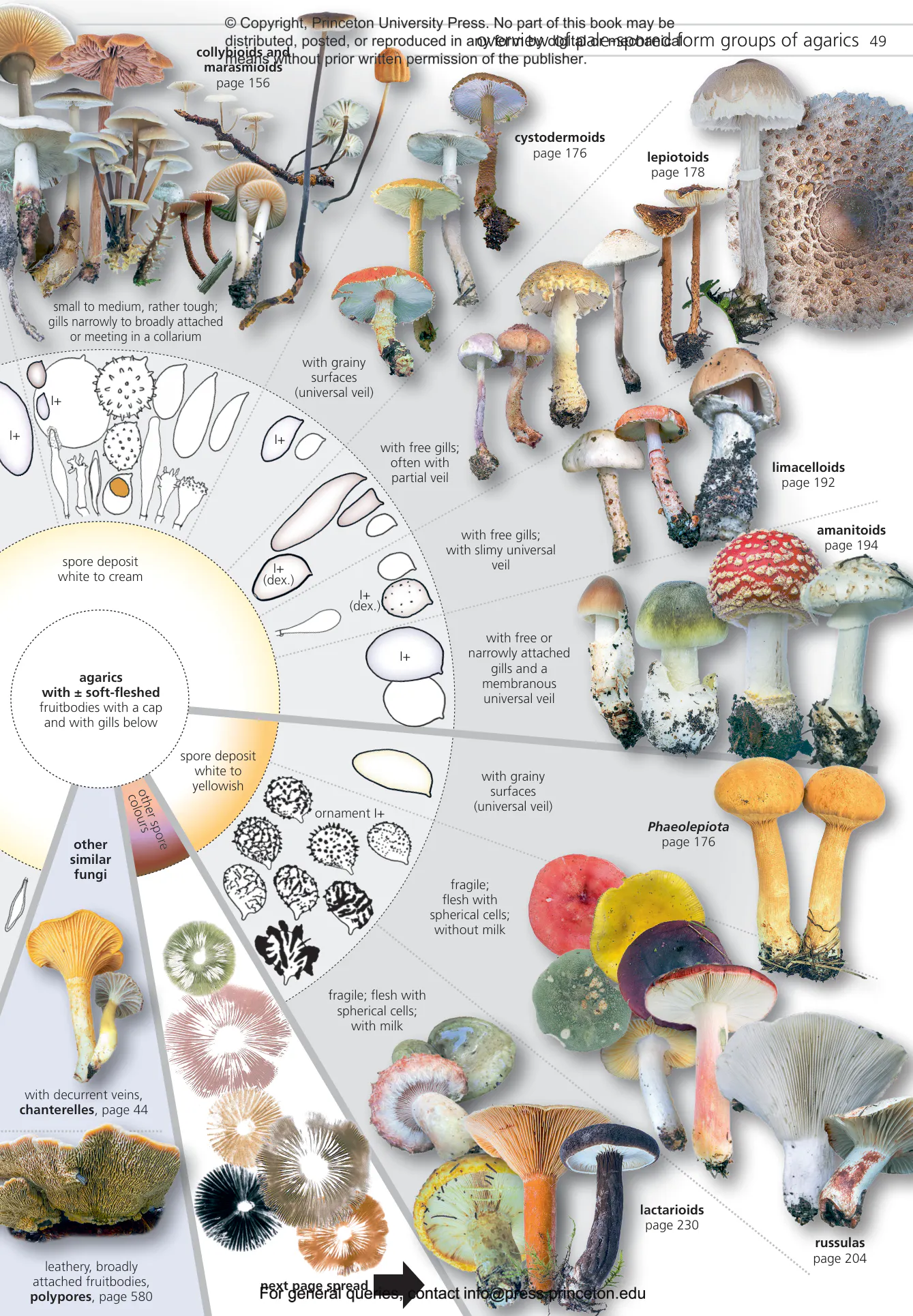 Fungi of Temperate Europe | Princeton University Press