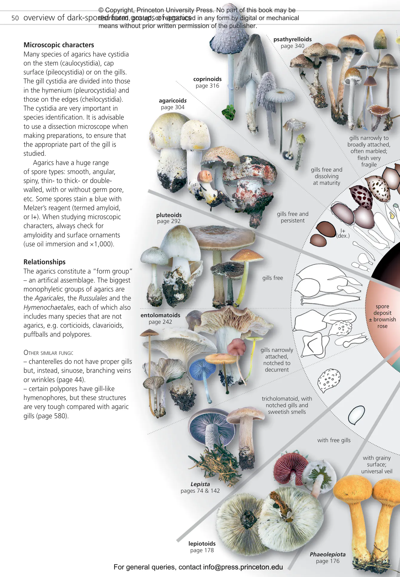 Fungi of Temperate Europe | Princeton University Press