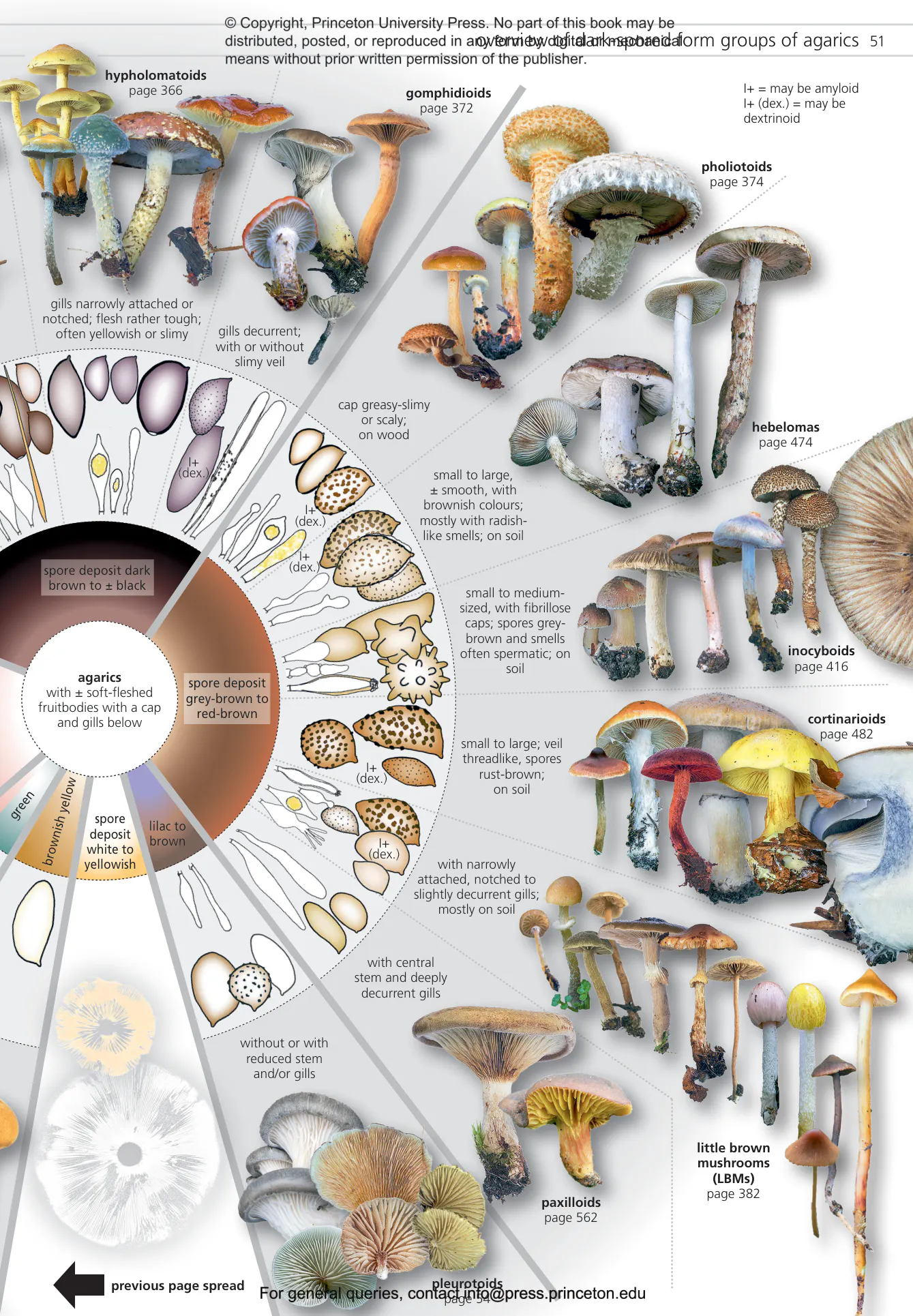 Fungi of Temperate Europe | Princeton University Press