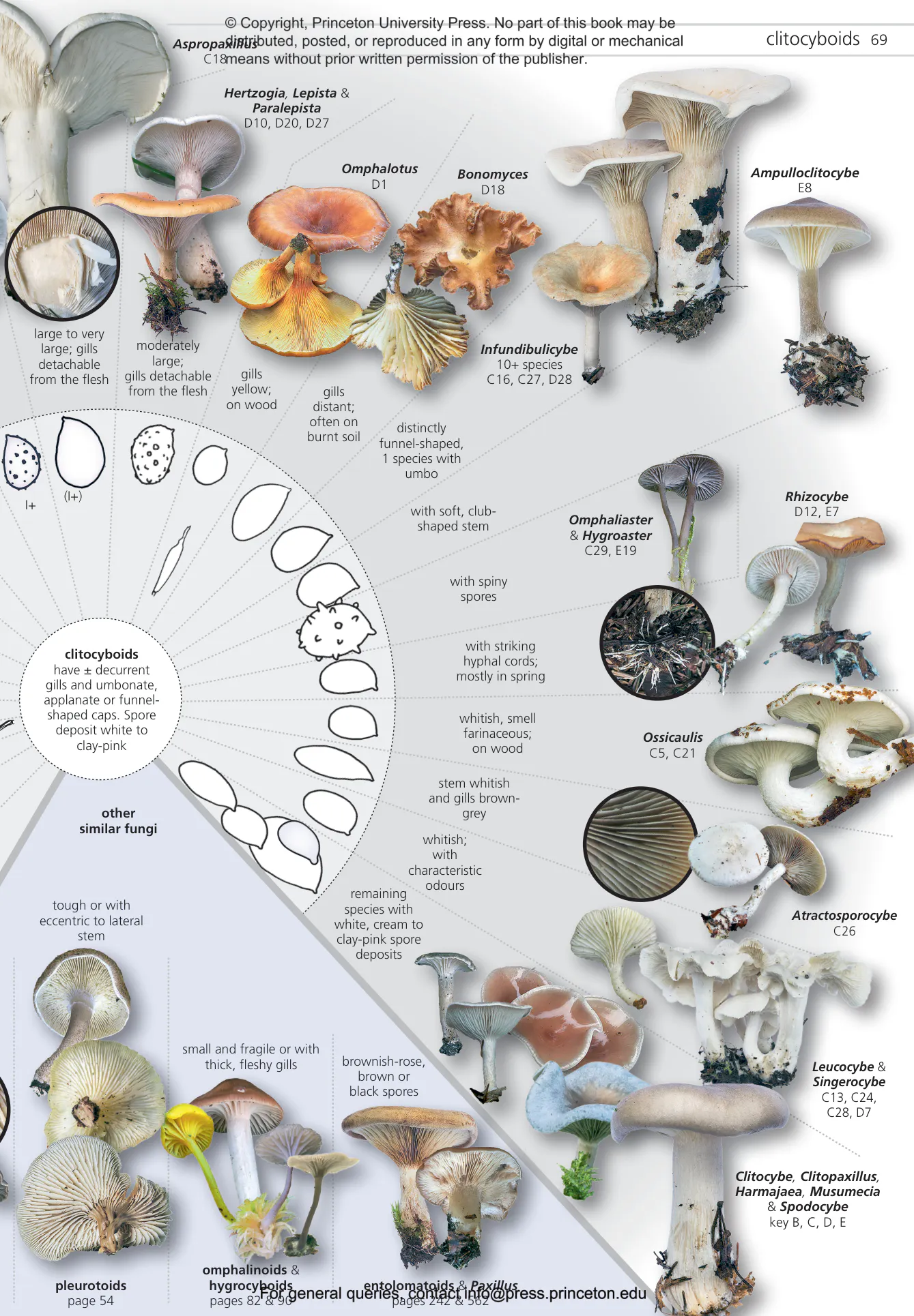 Fungi of Temperate Europe | Princeton University Press