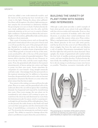 The Princeton Field Guide to Mesozoic Plants | Princeton University Press