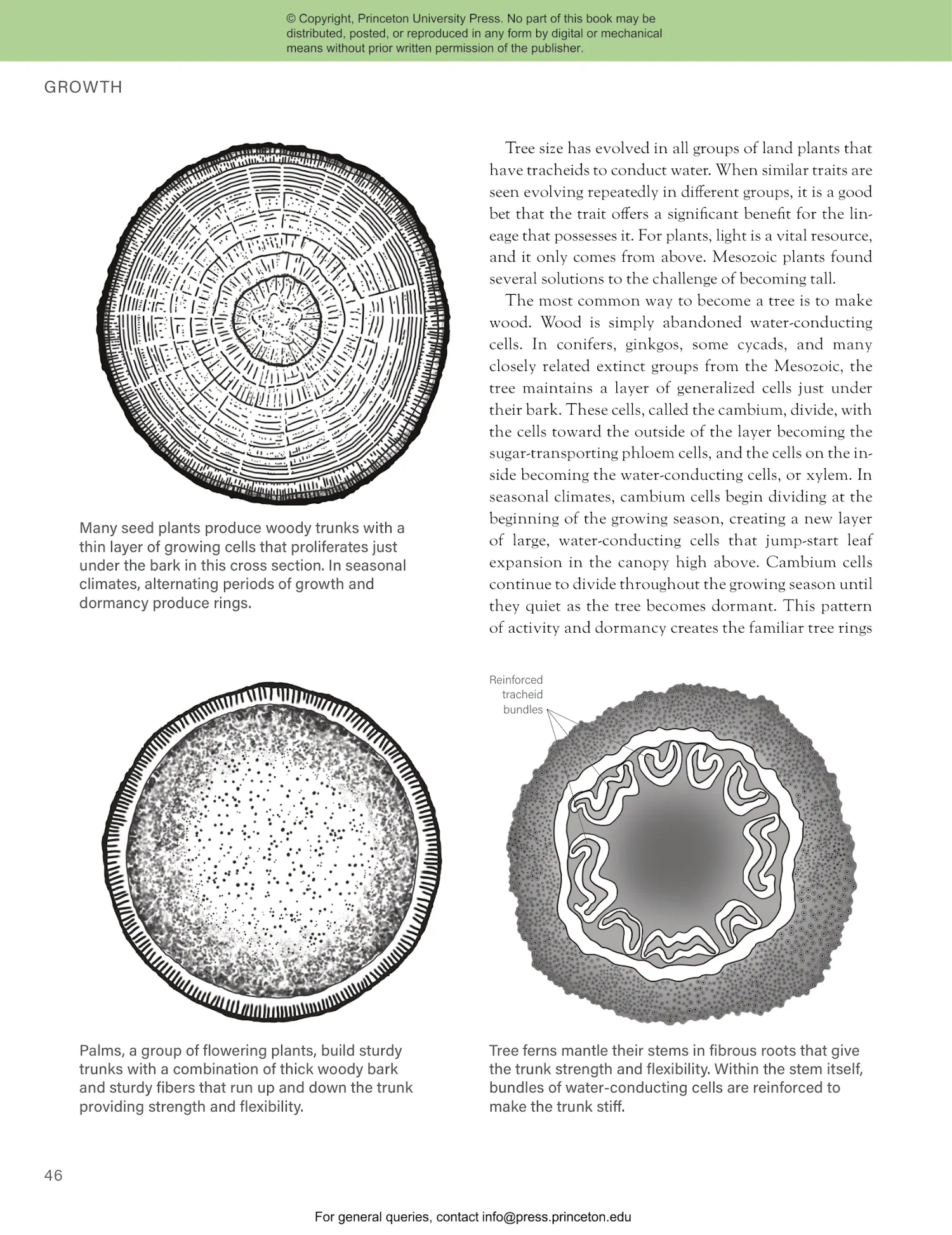 The Princeton Field Guide to Mesozoic Plants | Princeton University Press