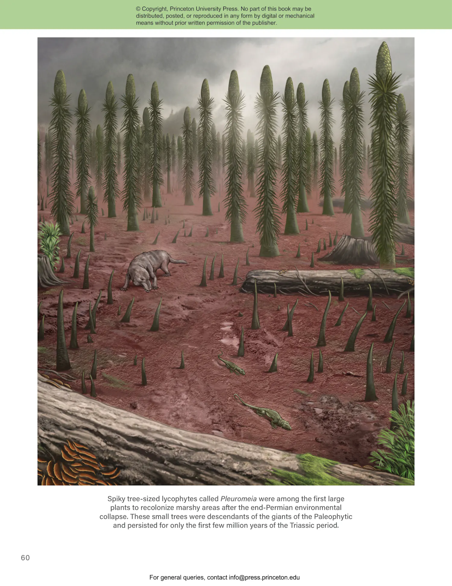 The Princeton Field Guide to Mesozoic Plants | Princeton University Press