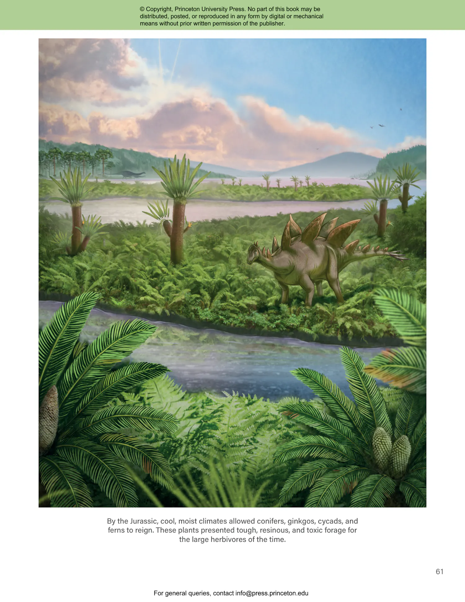 The Princeton Field Guide to Mesozoic Plants | Princeton University Press