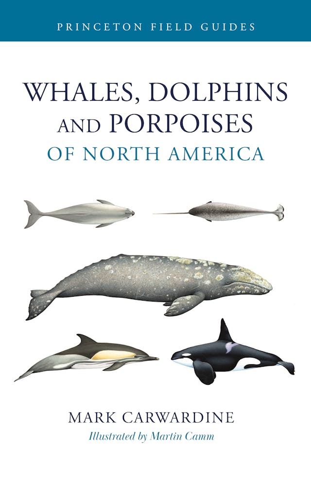 Whales, Dolphins, and Porpoises of North America
