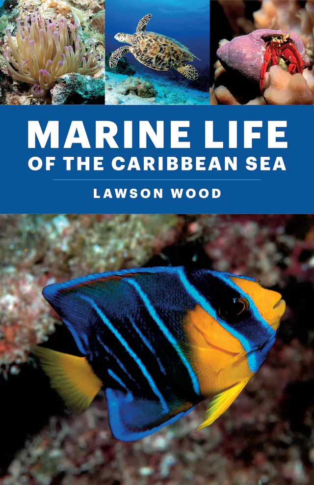 Marine Life of the Caribbean Sea