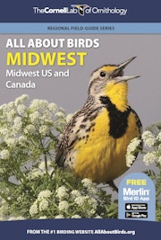 All About Birds Midwest