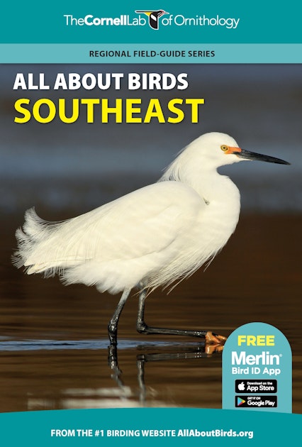 Florida Scrub-Jay Identification, All About Birds, Cornell Lab of  Ornithology