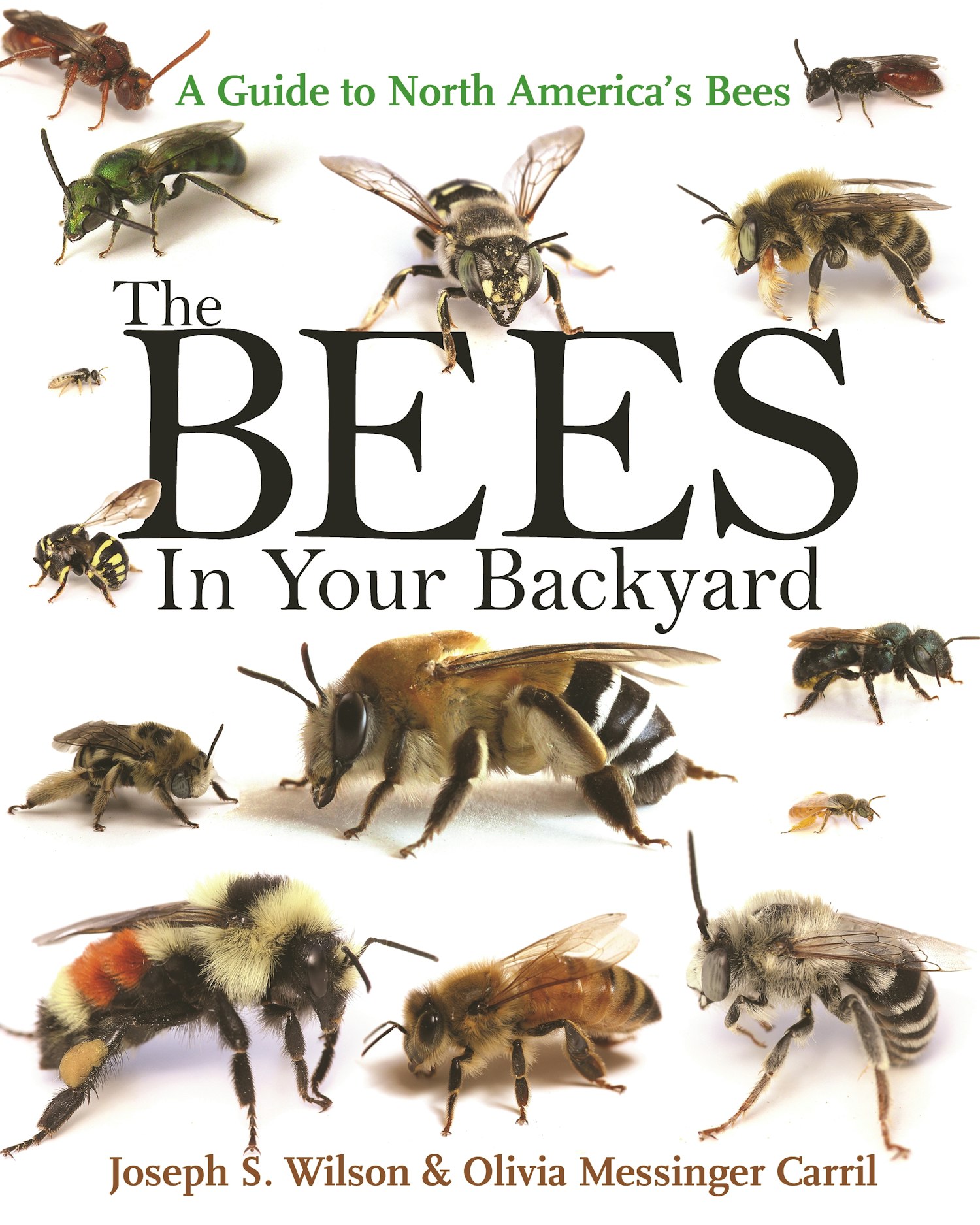 The Bees In Your Backyard 