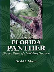 The Florida Panther