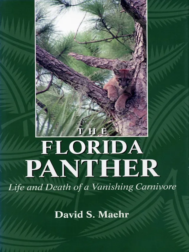 The Florida Panther