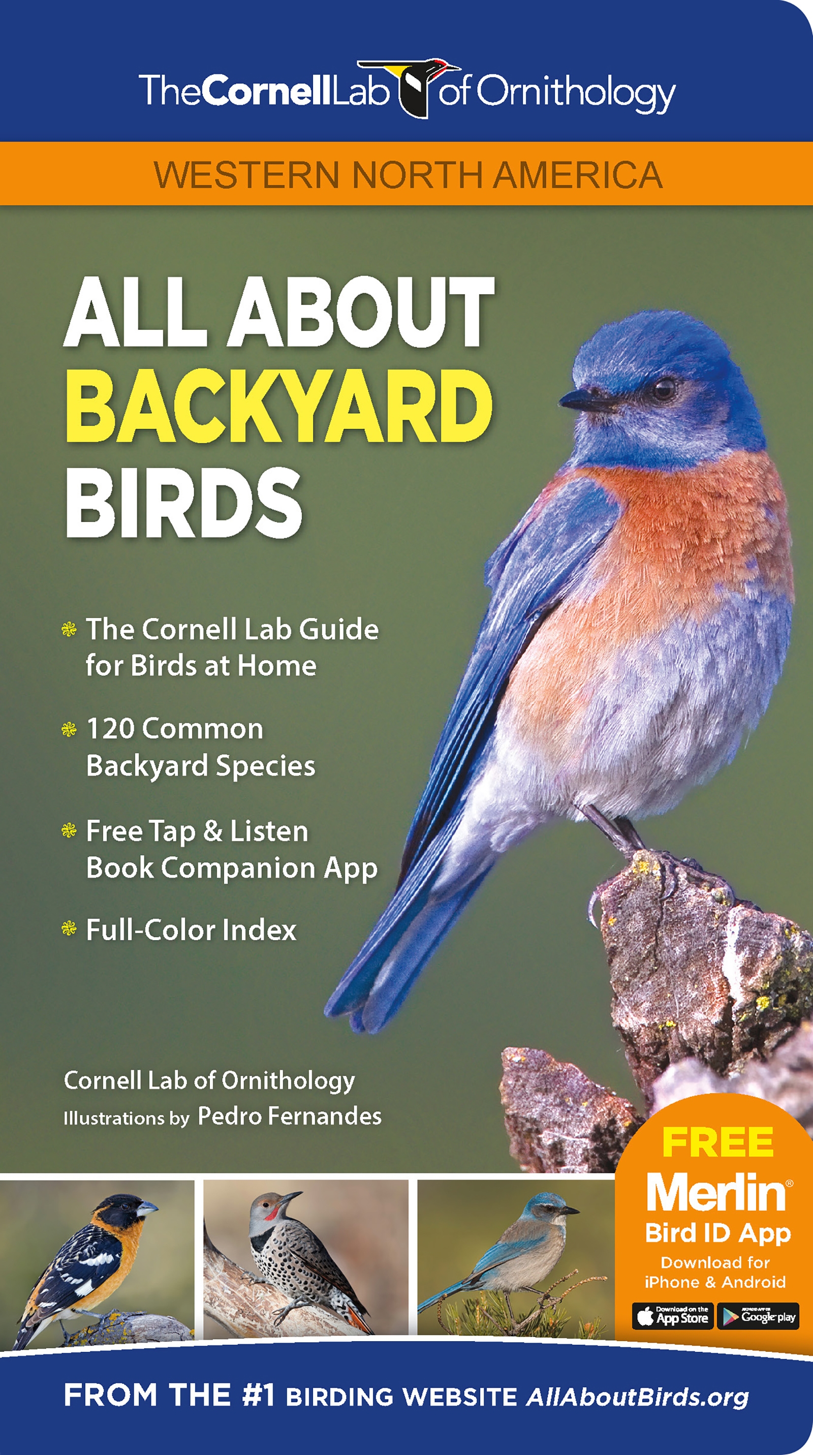 cornell university ornithology all about birds